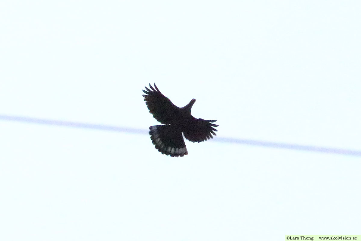 Kanarieduva, Columba bolli